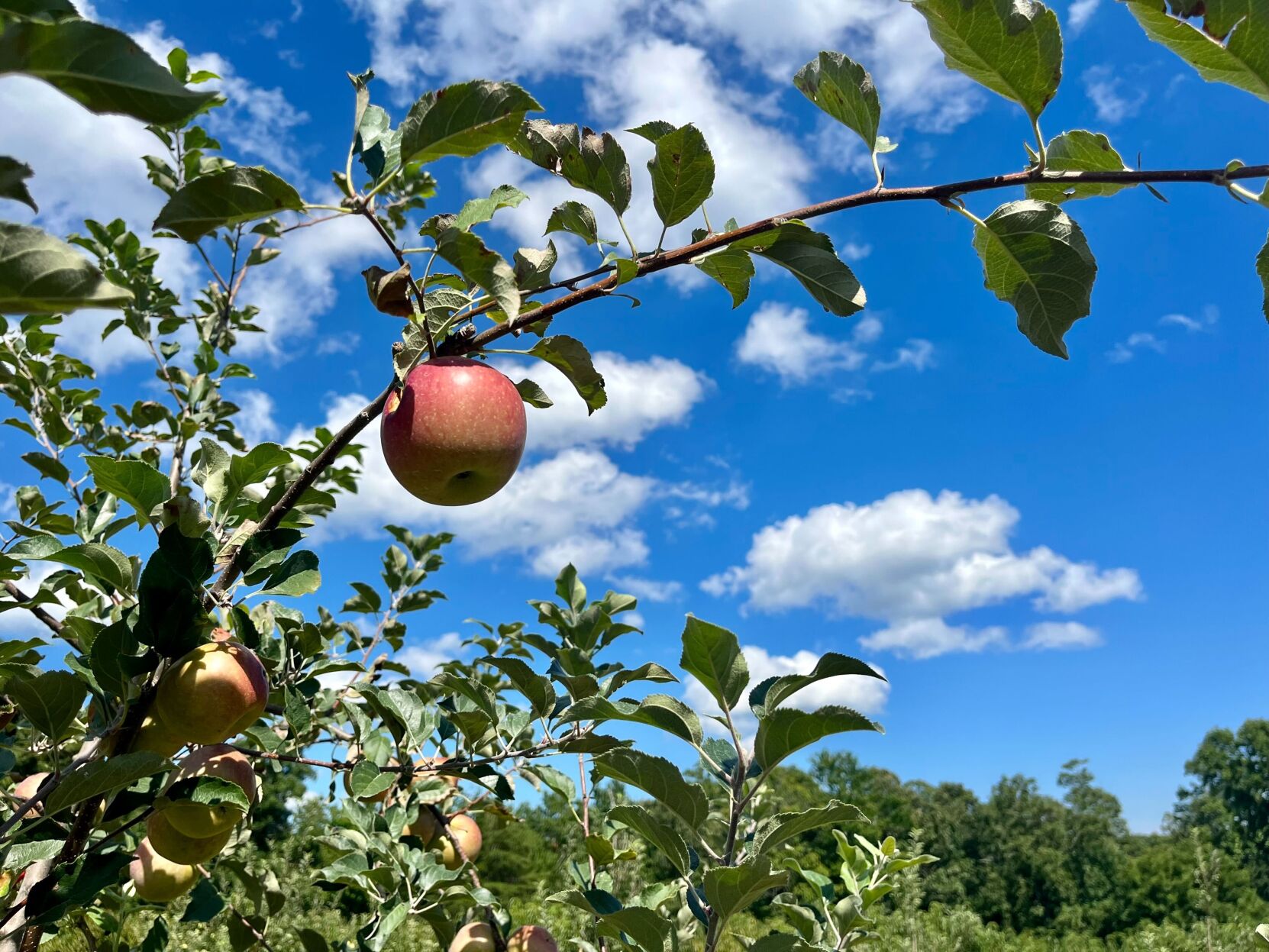 Apple Orchard